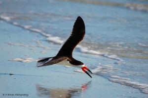Skimmers skimming the Gulf for Food